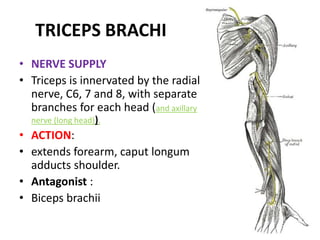POSTERIOR COMPARTMENTTRICEPS BRACHII –LONG HEAD TRICEPS BRACHII - MEDIAL HEAD 