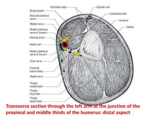 ANCONEUS .TRICEPS BRACHIORIGIN	Long head: infraglenoid tubercle of scapula.Lateral head: posterior humerus.Medial head: posterior humerus.INSERTIONolecranon process of ulna.
