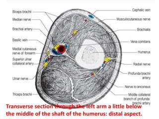 TRICEPS BRACHINERVE SUPPLYTriceps is innervated by the radial nerve, C6, 7 and 8, with separate branches for each head (and axillary nerve (long head)).ACTION:extends forearm, caput longum adducts shoulder.Antagonist :Biceps brachii