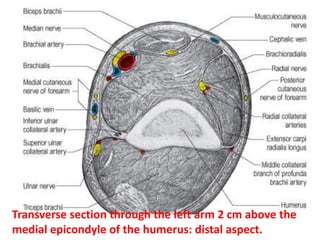 STRUCTURES PASSING THROUGH THE POSTERIOR FASCIAL COMPARTMENTRadial Nerve.Ulnar Nerve.Profunda Brachii Artery.Superior and Inferior Ulnar Collateral Arteries.