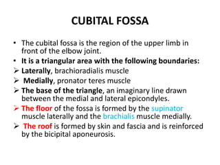 Transverse section through the left arm at the junction of the proximal and middle thirds of the humerus: distal aspect