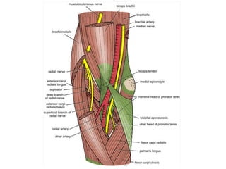 Transverse section through the left arm a little below the middle of the shaft of the humerus: distal aspect.
