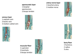 Transverse section through the left arm 2 cm above the medial epicondyle of the humerus: distal aspect.