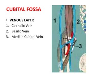 CUBITAL FOSSAThe cubital fossa is the region of the upper limb in front of the elbow joint.It is a triangular area with the following boundaries:Laterally, brachioradialis muscle 