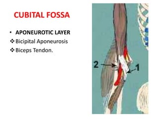 Medially, pronator teres muscle 