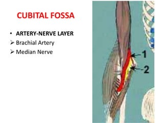 The base of the triangle, an imaginary line drawn between the medial and lateral epicondyles. 