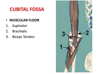 The floor of the fossa is formed by the supinator muscle laterally and the brachialis muscle medially.