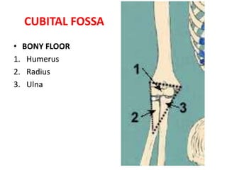 The roof is formed by skin and fascia and is reinforced by the bicipital aponeurosis.