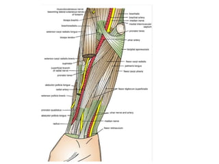 artery-nerve layer1 brachial artery 2 median nerve aponeurotic layer 1 bicipital aponeurosis 2 biceps tendon venous layer1 cephalic vein 2 basilic vein 3 median cubital vein bony floor1 humerus 2 radius 3 ulna muscular floor1 supinator 2 brachialis 3 biceps tendon 