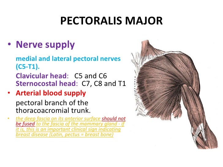 pectoralis major muscle mri
