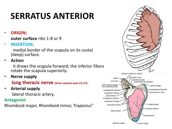 Anatomy pectoral arm02122010