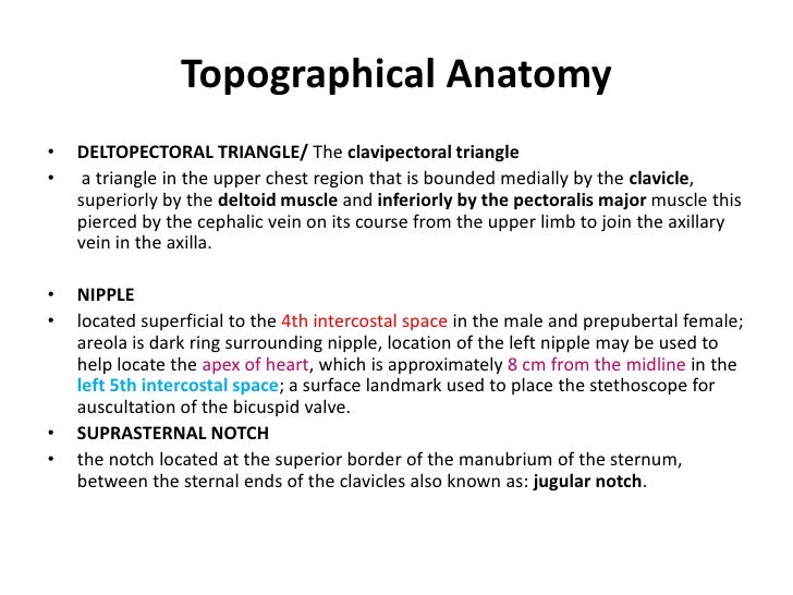 Anatomy pectoral arm02122010
