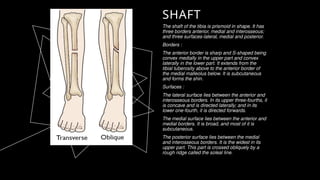 Comprehensive Clinical Anatomy of the Tibia and Medial Thigh ...