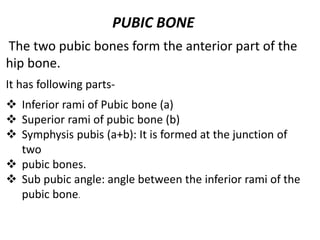 Anatomy pelvic bone | PPTX