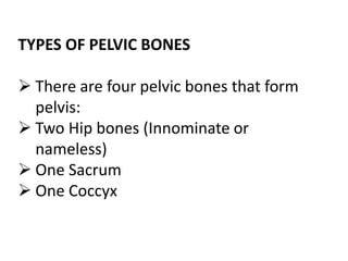 Anatomy pelvic bone | PPT