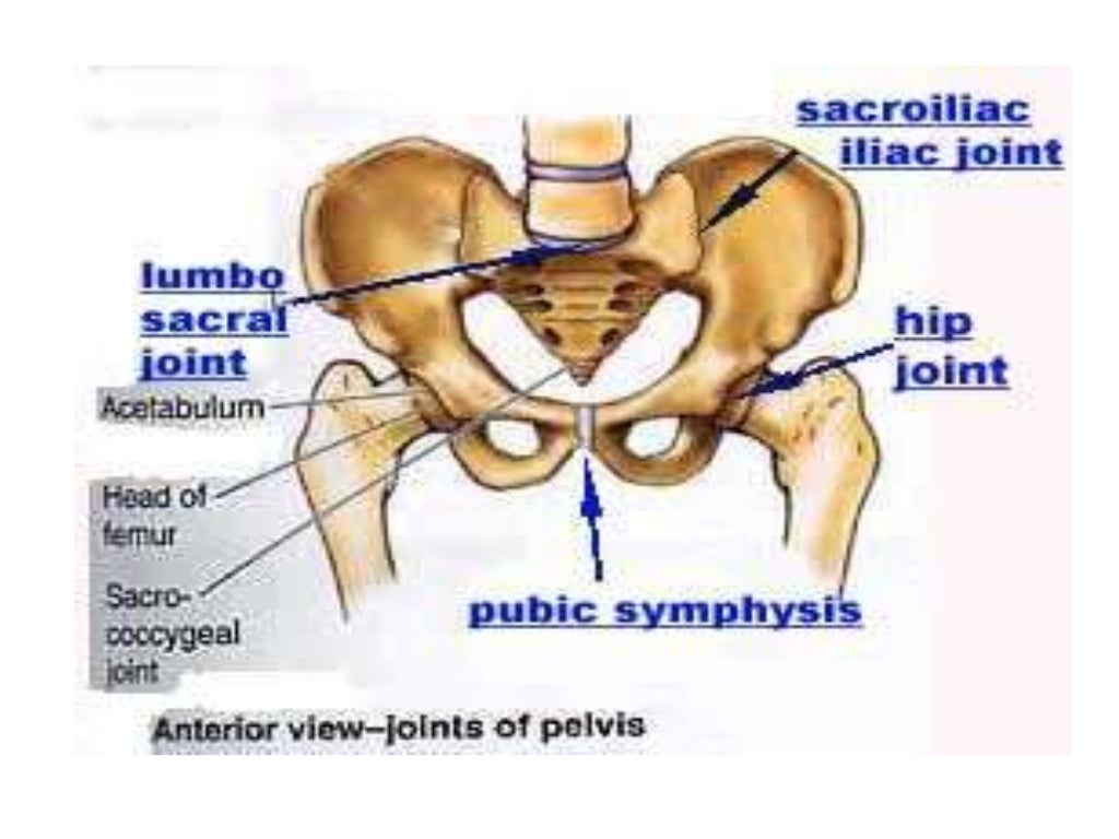 Anatomy pelvic bone