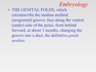 Embryology
• THE GENITAL FOLDS, which
circumscribe the median urethral
(urogenital) groove, fuse along the ventral
(under) side of the penis, from behind
forward, at about 3 months, changing the
groove into a duct, the definitive penile
urethra
 