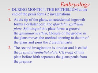 Embryology
• DURING MONTH 4, THE EPITHELIUM at the
end of the penis forms 2 invaginations
1. At the tip of the glans, an ectodermal ingrowth
forms a cellular cord, the glandular epithelial
plate. Splitting of this plate forms a groove,
the glandular urethra, Closure of the groove in
the glans moves the urethral opening to the tip of
the glans and joins the 2 urethral parts
2. The second invagination is circular and is called
the preputial epithelial plate. Cleavage of this
plate before birth separates the glans penis from
the prepuce
 
