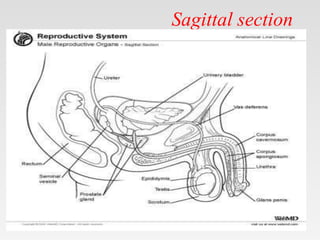 Sagittal section
•
 