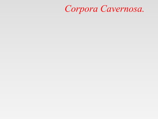 Corpora Cavernosa.
 