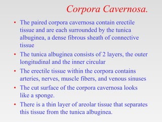 Corpora Cavernosa.
• The paired corpora cavernosa contain erectile
tissue and are each surrounded by the tunica
albuginea, a dense fibrous sheath of connective
tissue
• The tunica albuginea consists of 2 layers, the outer
longitudinal and the inner circular
• The erectile tissue within the corpora contains
arteries, nerves, muscle fibers, and venous sinuses
• The cut surface of the corpora cavernosa looks
like a sponge.
• There is a thin layer of areolar tissue that separates
this tissue from the tunica albuginea.
 