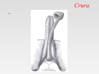Crura.
•
 