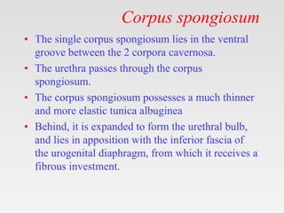 Corpus spongiosum
• The single corpus spongiosum lies in the ventral
groove between the 2 corpora cavernosa.
• The urethra passes through the corpus
spongiosum.
• The corpus spongiosum possesses a much thinner
and more elastic tunica albuginea
• Behind, it is expanded to form the urethral bulb,
and lies in apposition with the inferior fascia of
the urogenital diaphragm, from which it receives a
fibrous investment.
 