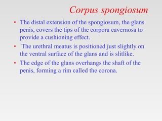 Corpus spongiosum
• The distal extension of the spongiosum, the glans
penis, covers the tips of the corpora cavernosa to
provide a cushioning effect.
• The urethral meatus is positioned just slightly on
the ventral surface of the glans and is slitlike.
• The edge of the glans overhangs the shaft of the
penis, forming a rim called the corona.
 