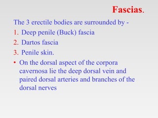 Fascias.
The 3 erectile bodies are surrounded by -
1. Deep penile (Buck) fascia
2. Dartos fascia
3. Penile skin.
• On the dorsal aspect of the corpora
cavernosa lie the deep dorsal vein and
paired dorsal arteries and branches of the
dorsal nerves
 