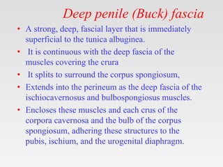 Deep penile (Buck) fascia
• A strong, deep, fascial layer that is immediately
superficial to the tunica albuginea.
• It is continuous with the deep fascia of the
muscles covering the crura
• It splits to surround the corpus spongiosum,
• Extends into the perineum as the deep fascia of the
ischiocavernosus and bulbospongiosus muscles.
• Encloses these muscles and each crus of the
corpora cavernosa and the bulb of the corpus
spongiosum, adhering these structures to the
pubis, ischium, and the urogenital diaphragm.
 