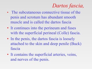 Dartos fascia,
• The subcutaneous connective tissue of the
penis and scrotum has abundant smooth
muscle and is called the dartos fascia
• It continues into the perineum and fuses
with the superficial perineal (Colle) fascia.
• In the penis, the dartos fascia is loosely
attached to the skin and deep penile (Buck)
fascia
• It contains the superficial arteries, veins,
and nerves of the penis.
 