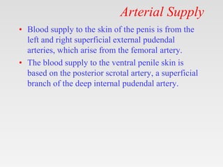 Arterial Supply
• Blood supply to the skin of the penis is from the
left and right superficial external pudendal
arteries, which arise from the femoral artery.
• The blood supply to the ventral penile skin is
based on the posterior scrotal artery, a superficial
branch of the deep internal pudendal artery.
 
