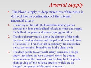 Arterial Supply
• The blood supply to deep structures of the penis is
derived from a continuation of the internal
pudendal artery-
1. The artery of the bulb (bulbourethral artery) passes
through the deep penile (Buck) fascia to enter and supply
the bulb of the penis and penile (spongy) urethra.
2. The dorsal artery travels along the dorsum of the penis
between the dorsal nerve and deep dorsal vein and gives
off circumflex branches that accompany the circumflex
veins; the terminal branches are in the glans penis
3. The deep penile (cavernosal) artery is usually a single
artery that arises on each side and enters the corpus
cavernosum at the crus and runs the length of the penile
shaft, giving off the helicine arteries, which are an
integral component of the erectile process.
 