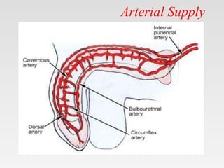 Arterial Supply
•
 