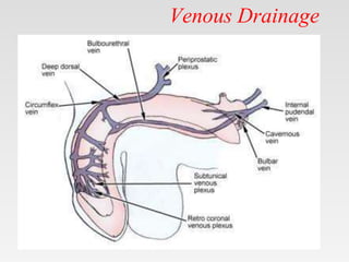Venous Drainage
 