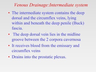 Venous Drainage:Intermediate system
• The intermediate system contains the deep
dorsal and the circumflex veins, lying
within and beneath the deep penile (Buck)
fascia.
• The deep dorsal vein lies in the midline
groove between the 2 corpora cavernosa
• It receives blood from the emissary and
circumflex veins
• Drains into the prostatic plexus.
 