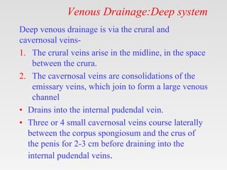 Venous Drainage:Deep system
Deep venous drainage is via the crural and
cavernosal veins-
1. The crural veins arise in the midline, in the space
between the crura.
2. The cavernosal veins are consolidations of the
emissary veins, which join to form a large venous
channel
• Drains into the internal pudendal vein.
• Three or 4 small cavernosal veins course laterally
between the corpus spongiosum and the crus of
the penis for 2-3 cm before draining into the
internal pudendal veins.
 