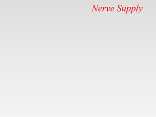 Nerve Supply
 