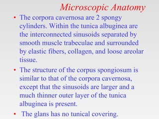 Microscopic Anatomy
• The corpora cavernosa are 2 spongy
cylinders. Within the tunica albuginea are
the interconnected sinusoids separated by
smooth muscle trabeculae and surrounded
by elastic fibers, collagen, and loose areolar
tissue.
• The structure of the corpus spongiosum is
similar to that of the corpora cavernosa,
except that the sinusoids are larger and a
much thinner outer layer of the tunica
albuginea is present.
• The glans has no tunical covering.
 