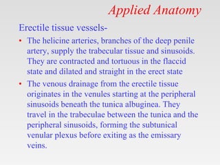Applied Anatomy
Erectile tissue vessels-
• The helicine arteries, branches of the deep penile
artery, supply the trabecular tissue and sinusoids.
They are contracted and tortuous in the flaccid
state and dilated and straight in the erect state
• The venous drainage from the erectile tissue
originates in the venules starting at the peripheral
sinusoids beneath the tunica albuginea. They
travel in the trabeculae between the tunica and the
peripheral sinusoids, forming the subtunical
venular plexus before exiting as the emissary
veins.
 
