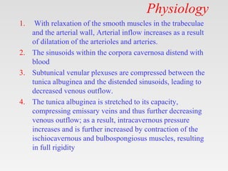 Physiology
1. With relaxation of the smooth muscles in the trabeculae
and the arterial wall, Arterial inflow increases as a result
of dilatation of the arterioles and arteries.
2. The sinusoids within the corpora cavernosa distend with
blood
3. Subtunical venular plexuses are compressed between the
tunica albuginea and the distended sinusoids, leading to
decreased venous outflow.
4. The tunica albuginea is stretched to its capacity,
compressing emissary veins and thus further decreasing
venous outflow; as a result, intracavernous pressure
increases and is further increased by contraction of the
ischiocavernous and bulbospongiosus muscles, resulting
in full rigidity
 
