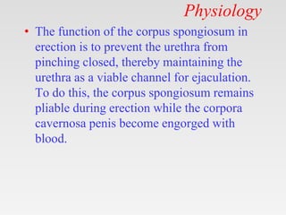 Physiology
• The function of the corpus spongiosum in
erection is to prevent the urethra from
pinching closed, thereby maintaining the
urethra as a viable channel for ejaculation.
To do this, the corpus spongiosum remains
pliable during erection while the corpora
cavernosa penis become engorged with
blood.
 