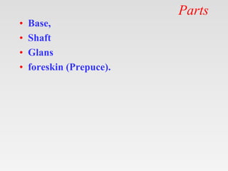 Parts
• Base,
• Shaft
• Glans
• foreskin (Prepuce).
 
