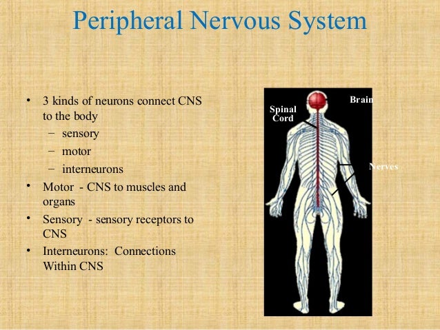 Anatomy & Physiology