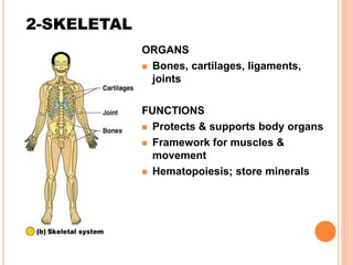 2-SKELETAL
ORGANS
 Bones, cartilages, ligaments,
joints
FUNCTIONS
 Protects & supports body organs
 Framework for muscles &
movement
 Hematopoiesis; store minerals
 