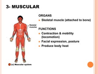 3- MUSCULAR
ORGANS
 Skeletal muscle (attached to bone)
FUNCTIONS
 Contraction & mobility
(locomotion)
 Facial expression, posture
 Produce body heat
 