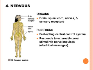 4- NERVOUS
ORGANS
 Brain, spinal cord, nerves, &
sensory receptors
FUNCTIONS
 Fast-acting central control system
 Responds to external/internal
stimuli via nerve impulses
(electrical messages)
 