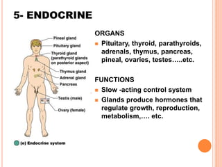 5- ENDOCRINE
ORGANS
 Pituitary, thyroid, parathyroids,
adrenals, thymus, pancreas,
pineal, ovaries, testes…..etc.
FUNCTIONS
 Slow -acting control system
 Glands produce hormones that
regulate growth, reproduction,
metabolism,…. etc.
 