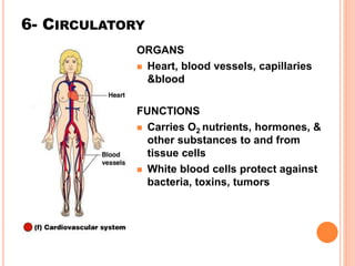6- CIRCULATORY
ORGANS
 Heart, blood vessels, capillaries
&blood
FUNCTIONS
 Carries O2 nutrients, hormones, &
other substances to and from
tissue cells
 White blood cells protect against
bacteria, toxins, tumors
 