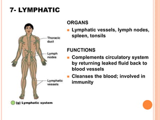 7- LYMPHATIC
ORGANS
 Lymphatic vessels, lymph nodes,
spleen, tonsils
FUNCTIONS
 Complements circulatory system
by returning leaked fluid back to
blood vessels
 Cleanses the blood; involved in
immunity
 